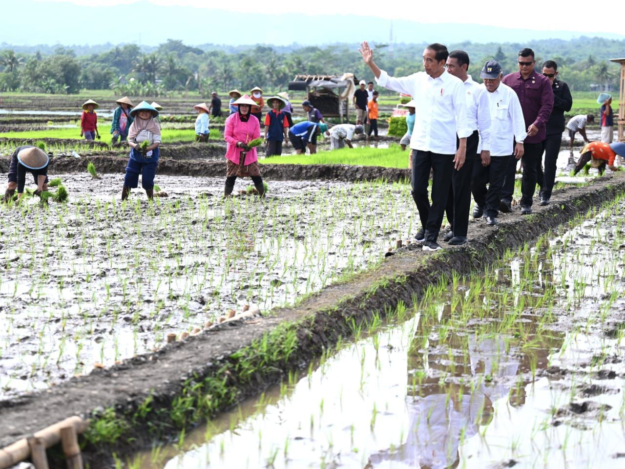 Presiden Jokowi Tinjau Kegiatan Tanam Padi di Kabupaten Banyumas